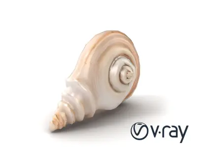 Spiral Seashell Natural Design model pack Low-poly 3D model