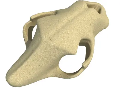 3D Skull of Lion  3D model