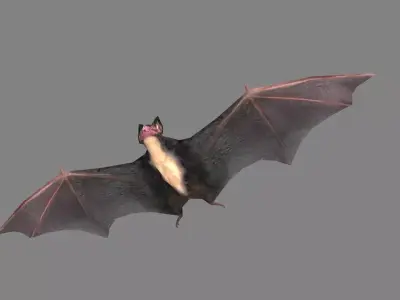 Cartoon Bat Low-poly 3D model purchase