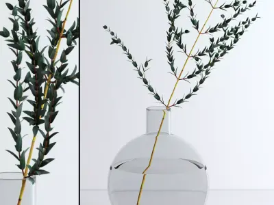 Eucalyptus Parvifolia 3D model
