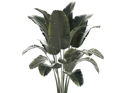 Beautiful Banana palm tree in a flower pot for decoration 1266 3D model