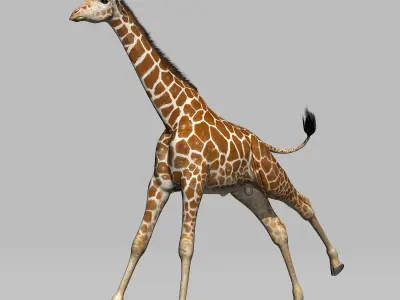 Giraffe 3D model