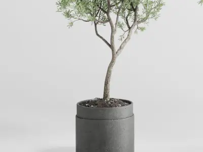 Olive tree in an old concrete vase indoor plant set 382 Low-poly 3D model