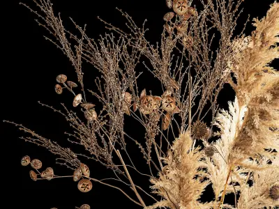 Bouquet of dried flowers with thorn and cardaderia branches 283 3D model