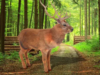 Fur Red stag Deer NO RIG Low-poly 3D model