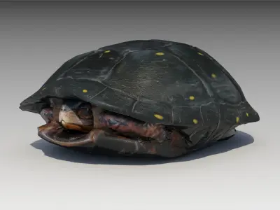 Spotted-turtle turtle Low-poly 3D model