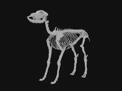 Doe skeleton 3D model