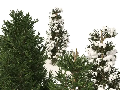 3 summer and winter Fraser Fir Christmas Trees 3D model