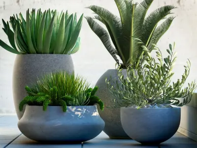 Plants 78 3D model