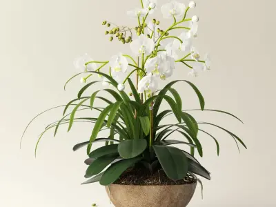 orchid 2 in wooden pot 3D model