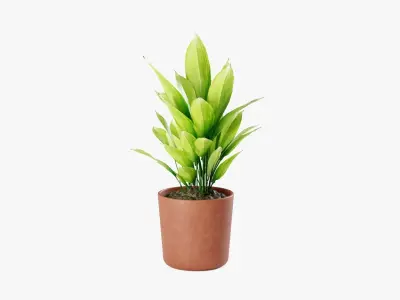 Aspidistra plant Low-poly 3D model