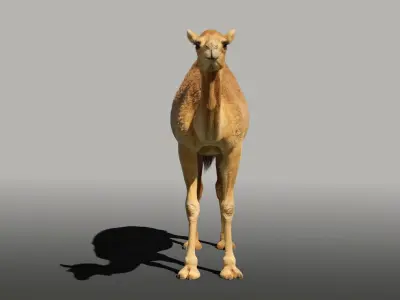 Camel Fur 3D model
