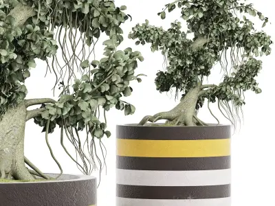 Plants Collection 122 Bonsai 3D model