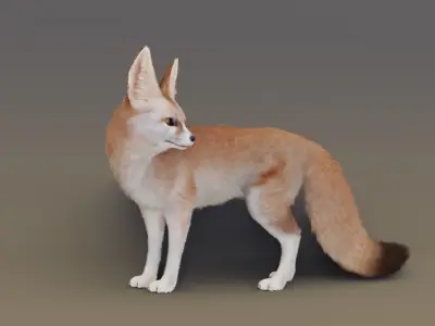 Fennec Fox Animated 3D model