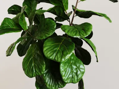 Ficus Lyrata- Fiddle Leaf Fig Plant 3D model