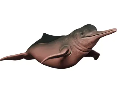 Boto Cor de Rosa - Pink dolphin Low-poly 3D model