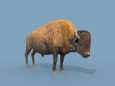 Pro Bison 8K - 3d animated 3D model