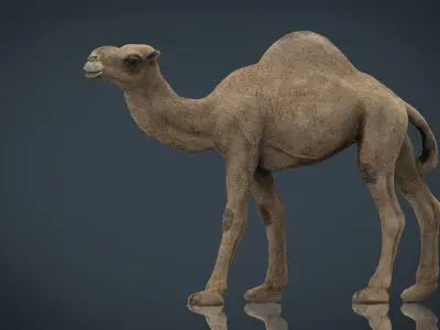 Camel Low-poly 3D model