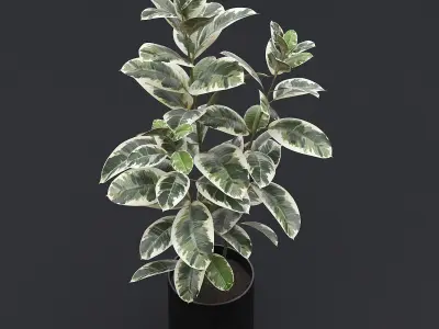 Rubber Plant I 3D model