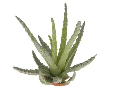 Baby Aloe Plant Free 3D model