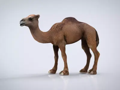 CAMEL Low-poly 3D model