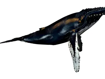 Humpback Whale -  Megaptera novaeangliae 3D model