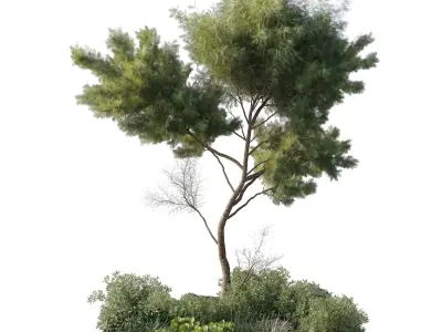 outdoor indoor 81 pot plant  tree  bush fern the garden 3D model