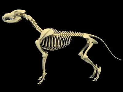 Skeleton Set of 3D Animals 3D model