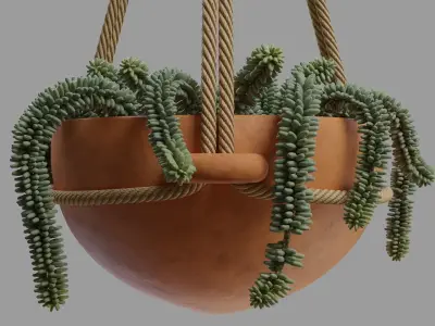 Burros tail succulent and Hanging ceramic planter 3D model