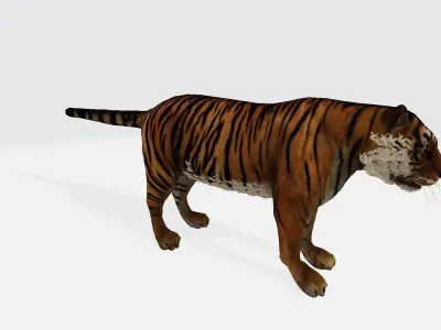 Tiger 3d 3D model