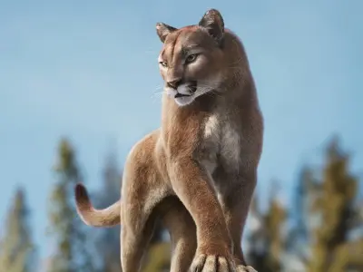 Puma Animated 3D model