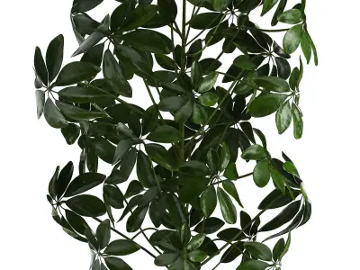 Collection of ornamental plants 3D model