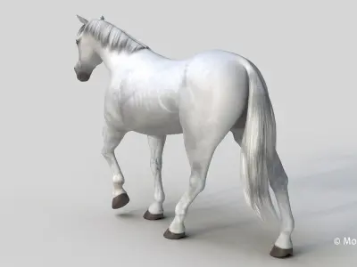 Horse PRO - White 3D model