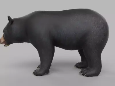 wild bear Low-poly 3D model