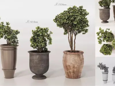 Potted Plants Collection 1  3D Models 3D model