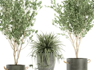 Plants in a black pot for the interior 694 3D model