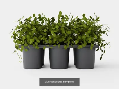 Collection of Houseplants - 4 Models