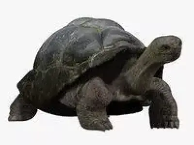 Tortoise RIGGED 3D model