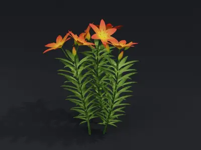 Lilium Lily Plant Low-poly 3D model