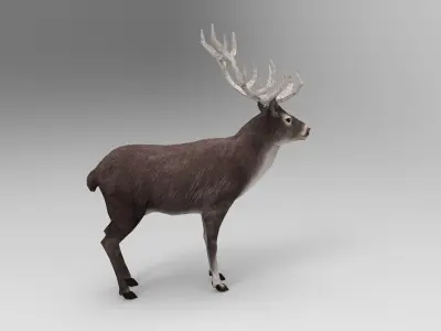 3D Black Deer low poly  Low-poly 3D model