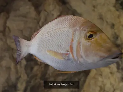 Longtail tuna-Lethrinus lentjan fish 3D Model Collection