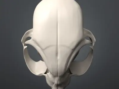 Cat Skull 3D model