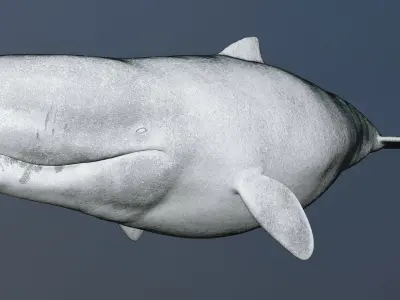 Livyatan Melvillei  3D model