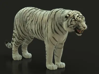 White Bengal Tiger Animated Xgen core 3D model