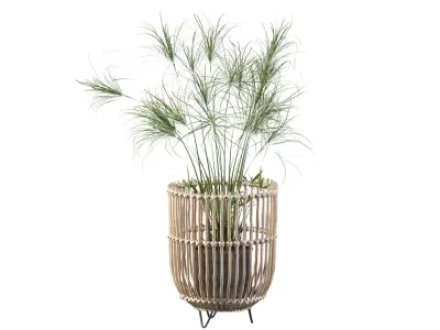 Cyperus Nofretete 03 3D model