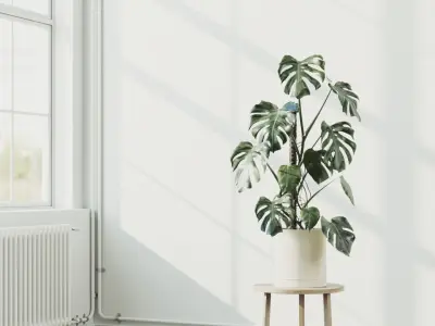 100cm Accurate high-poly Monstera Deliciosa in pot 3D model