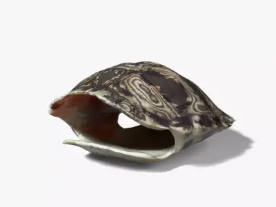 Painted Turtle Shell 3D model
