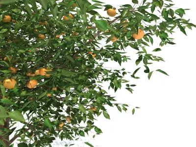 Mandarin tree Free 3D model