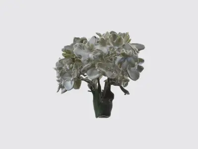 Stephanotis flowers Low-poly 3D model