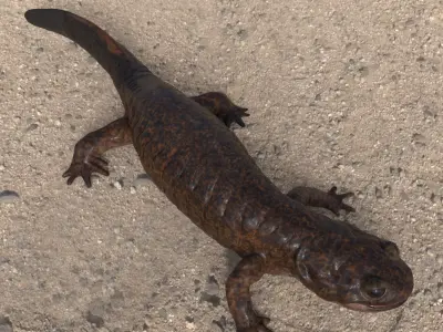 Tsushima Salamander 3D model